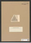 Triceratium antiguum Pant. (de-Toni-Nr.: Genus 140, Species 3951) Zeichnungen Sammlung Grunow Nr. 7431 (NHMW-BOT-W0376514)